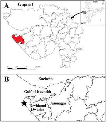 Unveiling the population structure and breeding patterns of Petrolisthes boscii (Audouin, 1826) a common intertidal inhabitant of Shivrajpur, Saurashtra Coast, Gujarat